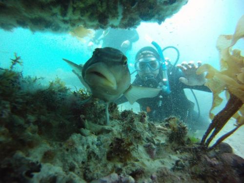 Puerto Madryn tiene nuevo parque submarino