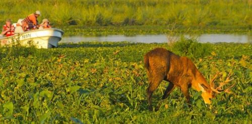 Esteros de Iberá: Maravilla de la Naturaleza