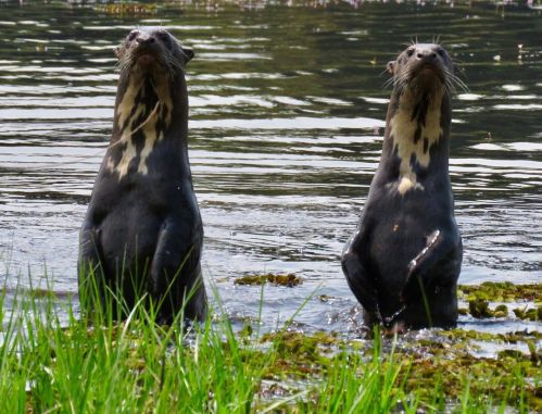 Tras extinguirse en los 70, vuelve la nutria gigante al Iberá