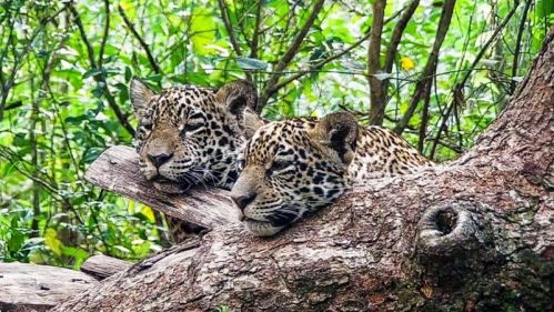 Los yaguaretés nacidos en el Iberá cumplieron 1 año